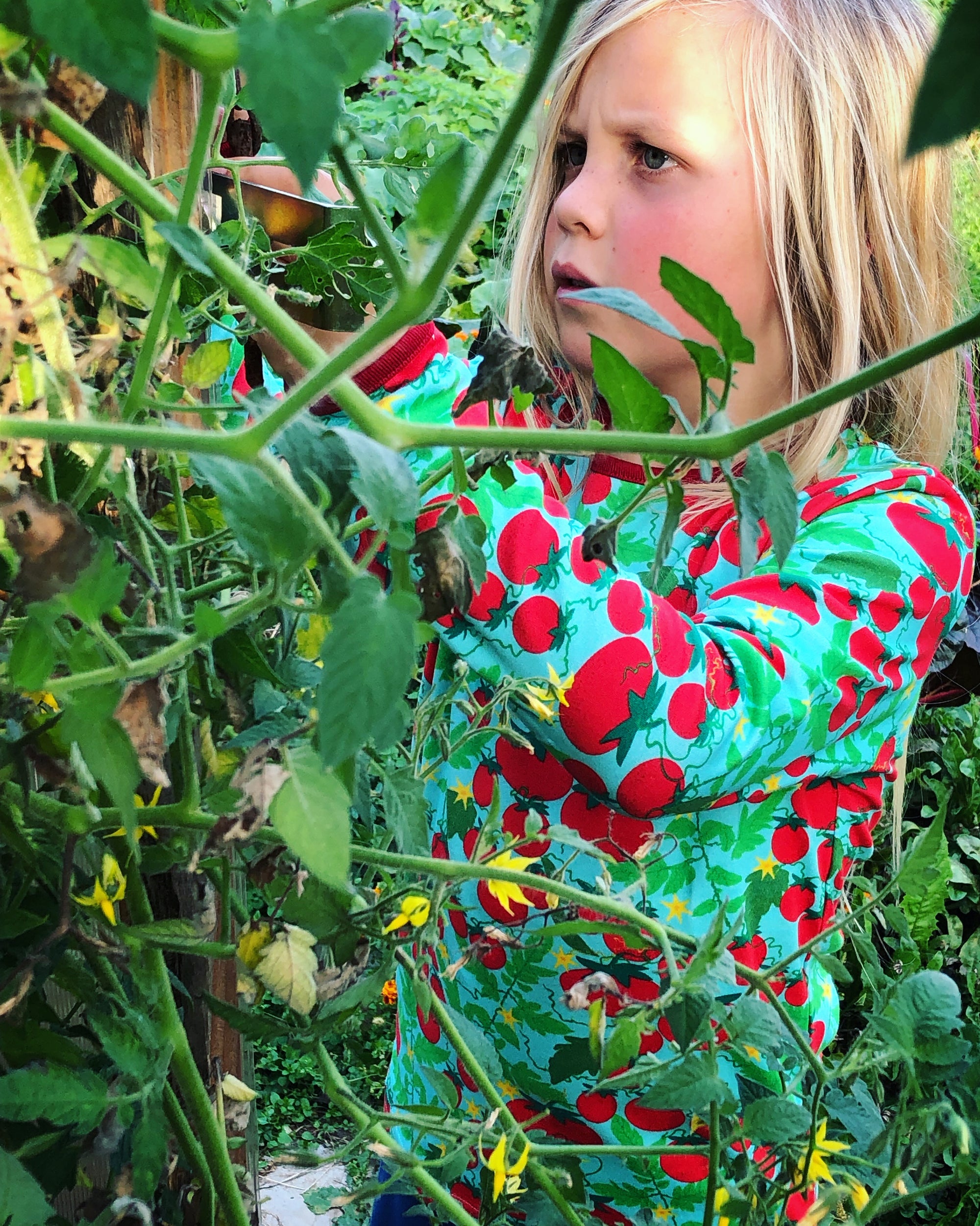 Duns Sweden Nazomer Oogst