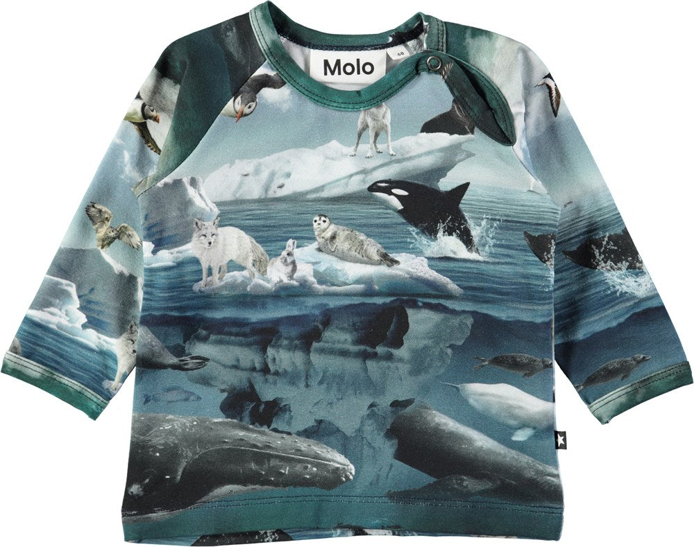 Molo - Ewald Longsleeve Arctic Landscape - Longsleeve Polar Region Polar Animals